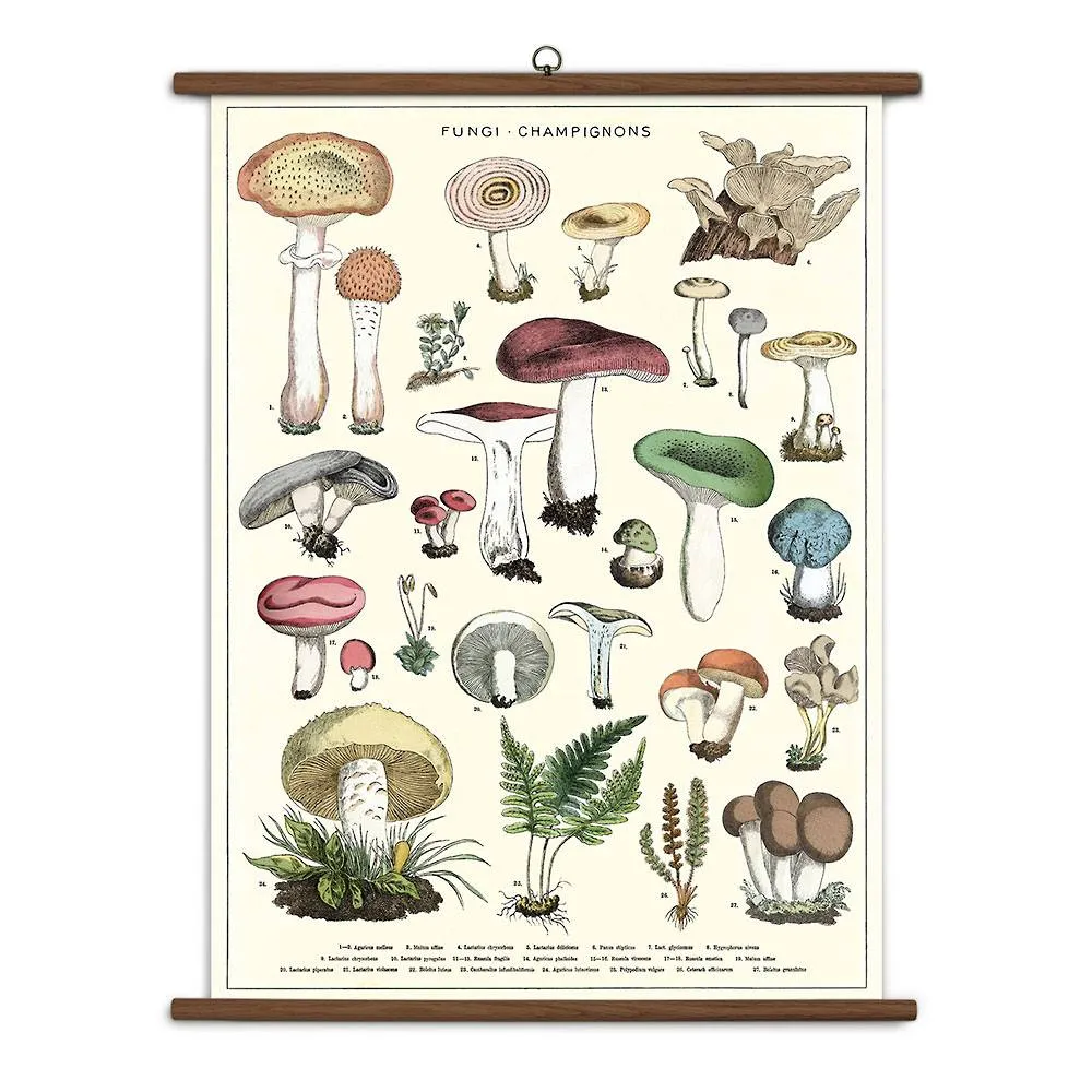 Mushroom School Chart